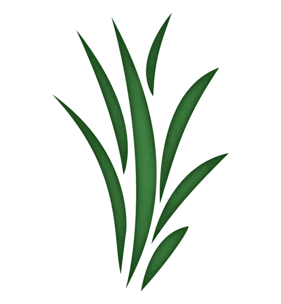 Seaweed (1).png