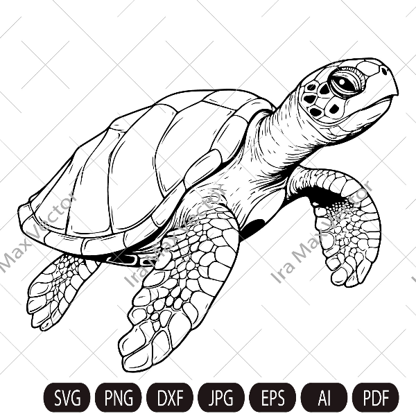 turtle imv.jpg