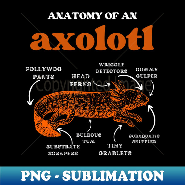 BX-20231104-1706_Anatomy of an axolotl axolotls lover 2417.jpg