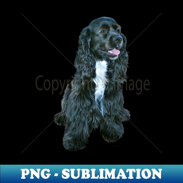 IG-20231113-4371_Black Cocker Spaniel with White Bib - Just the Dog 2401.jpg