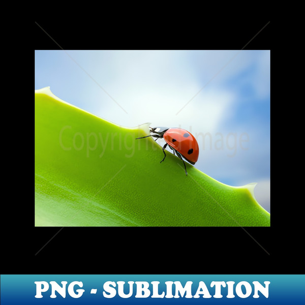 XB-20231113-15547_Wall Art - Ladybird Ladybug Ascent - Photo print canvas artboard print Canvas Print 7341.jpg