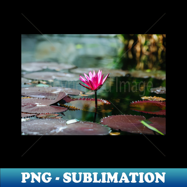 PZ-20231114-12220_Meditation Wall Art Print - Water Lily Meditation - canvas Photo print artboard print poster Canvas Print 5400.jpg