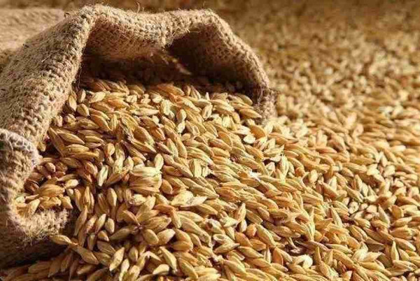 1700220577828_0-5-jau-barley-seeds-500gm-barley-jai-jinendra-original-imafwy7xrwtgaug7.jpeg