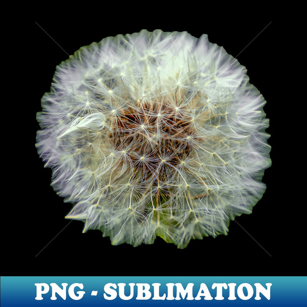 CH-20231117-9360_Dandelion Clock 9231.jpg