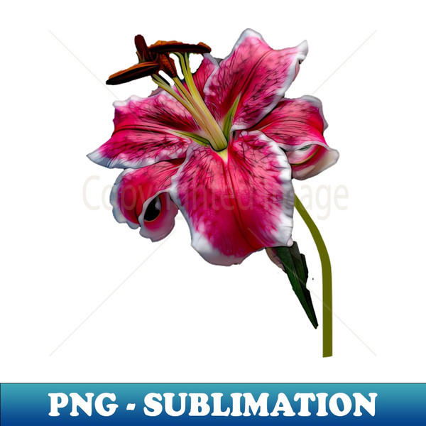 JW-20231119-8793_Big Petaled Pink and White Lily 7280.jpg