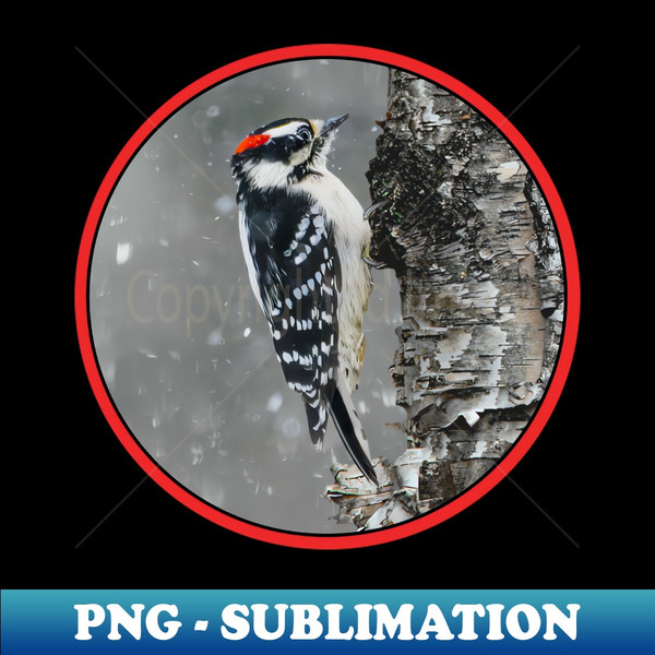 NK-12711_Downy Woodpecker in Snow Photograph 9817.jpg