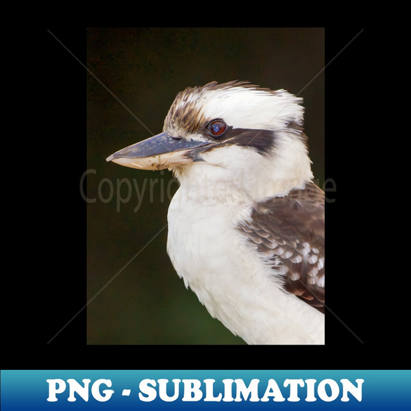 AJ-22253_Laughing Kookaburra 6738.jpg