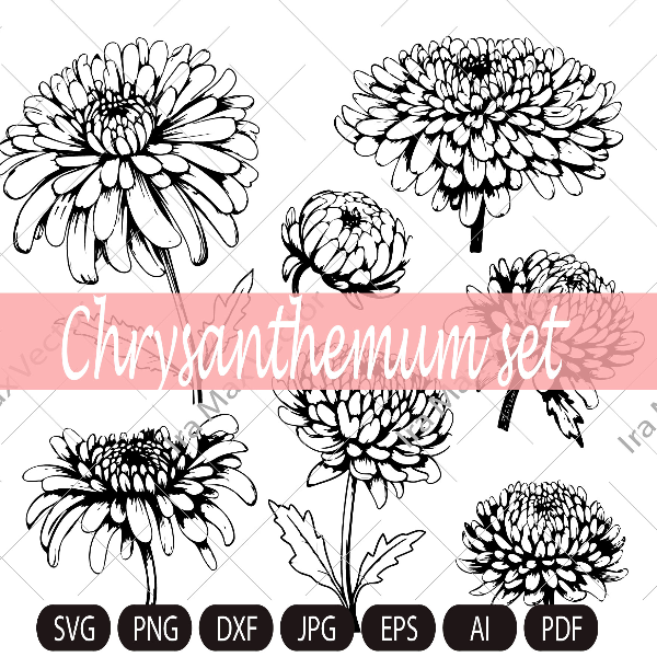 Chrysanthemums imv.jpg