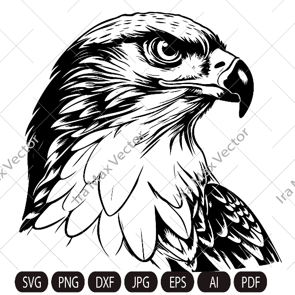 falcon face imv.jpg