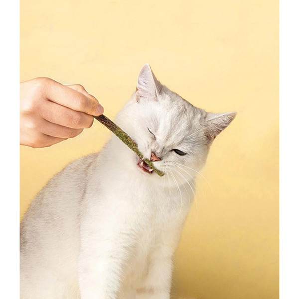 6qqq6Pcs-Kitten-Chew-Toys-Catnip-Sticks-Cat-Molar-Natural-Wood-Polygonum-Sticks-Reusable-Pet-Snacks-Cleaning.jpg