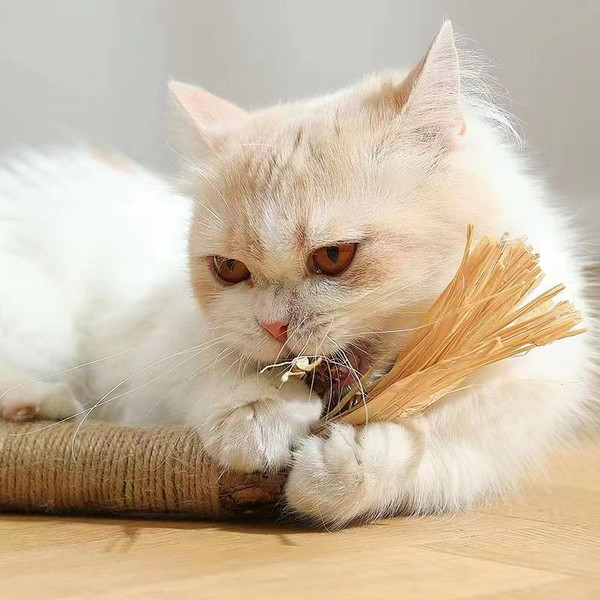 fKjSCatnip-Cat-Toys-Natural-Matatabi-Pet-Cat-Snacks-Stick-Cleans-Tooth-Removers-Hair-to-Promote-Digestion.jpg