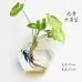 9LHkFashion-Wall-Hanging-Glass-Flower-Vase-Terrarium-Wall-Fish-Tank-Aquarium-Container-Flower-Planter-Pots-Home.jpg