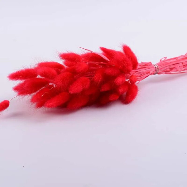 fmP350PCS-Bunny-Rabbit-Tail-Grass-Natural-Dried-Flowers-Bouquet-Wedding-Christmas-Decoration-Lagurus-Pampas-Home-Decor.jpg