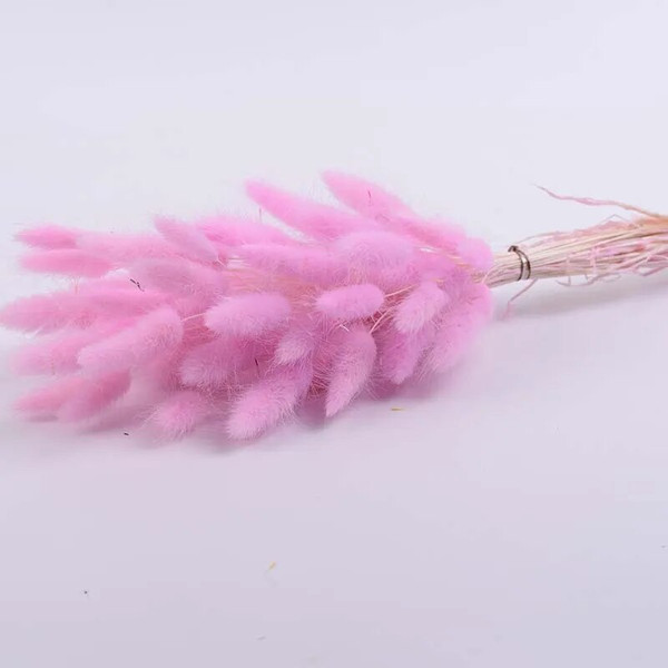 OxD250PCS-Bunny-Rabbit-Tail-Grass-Natural-Dried-Flowers-Bouquet-Wedding-Christmas-Decoration-Lagurus-Pampas-Home-Decor.jpg