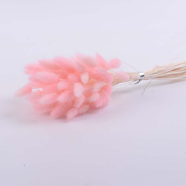 vFgL50PCS-Bunny-Rabbit-Tail-Grass-Natural-Dried-Flowers-Bouquet-Wedding-Christmas-Decoration-Lagurus-Pampas-Home-Decor.jpg