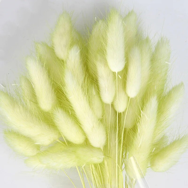 bbnc50PCS-Bunny-Rabbit-Tail-Grass-Natural-Dried-Flowers-Bouquet-Wedding-Christmas-Decoration-Lagurus-Pampas-Home-Decor.jpg