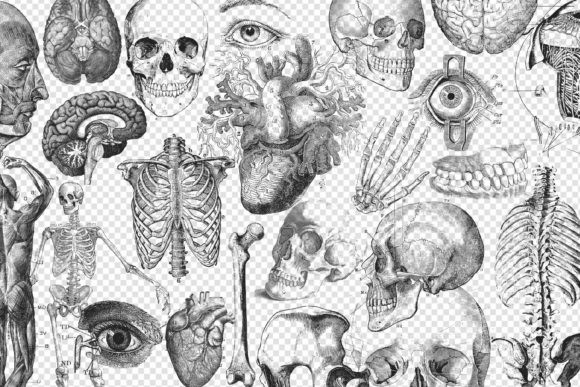 Antique-Anatomy-Overlays-Set-2-Graphics-5648298-2-580x387.jpg