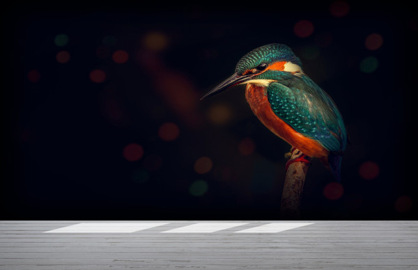 Kingfisher Bird Wallpaper, Bird Wall Paper Art, Animal Wall Stickers, Black Wall Decals, Gift For The Home, Accent Wall, Bedroom Wall Paper,.jpg