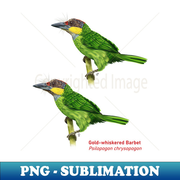 AO-18793_Gold-whiskered Barbet  Psilopogon chrysopogon  5404.jpg