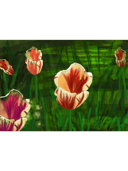 Tulips.png