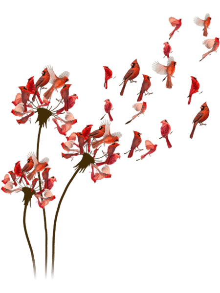 Red Cardinal Dandelion - Cardinals.png