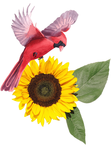 SUNFLOWERS CARDINAL BIRDS(2).png