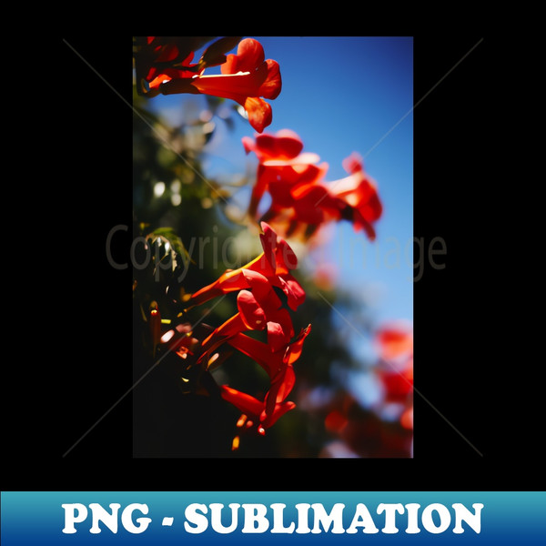 Summer Flowers Travel Adventure Photo Gift - Unique Sublimation PNG Download