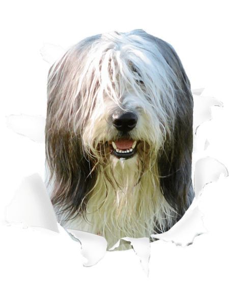 Bearded Collie- Bearded Collie T .png