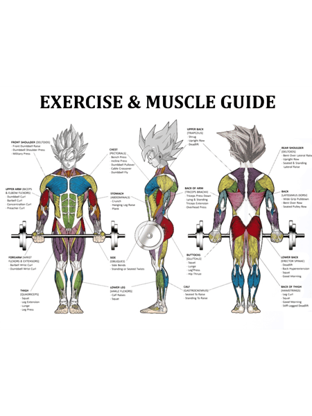 Anatomy Chart - Muscle Diagram - Anime Workout Inspirational  .png