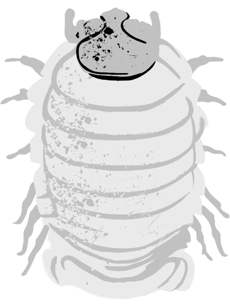 dairy cow isopod(10).png