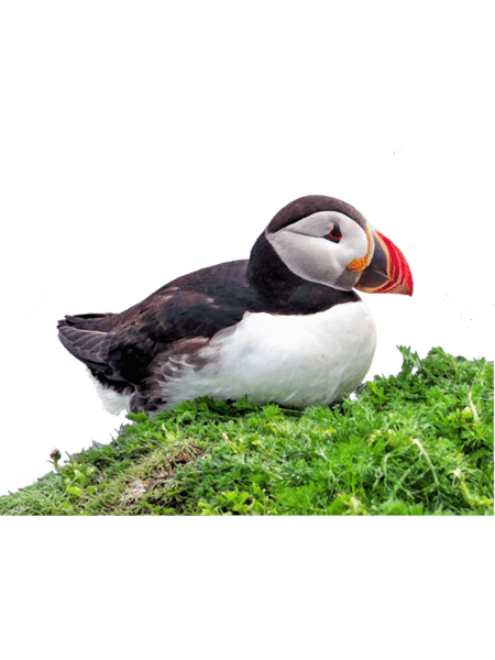 Puffin (2).png