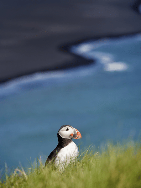 Puffin and a black beach Graphic .png
