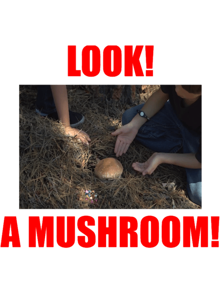 Look! A mushroom!  .png