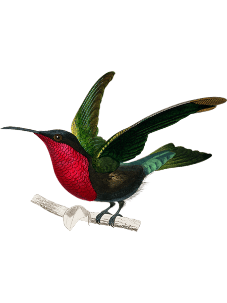 Vintage Garnet Hummingbird Bird Illustration Men And Women.png