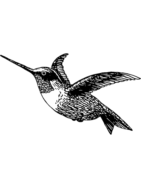 Vintage Illustration of a Hummingbird.png