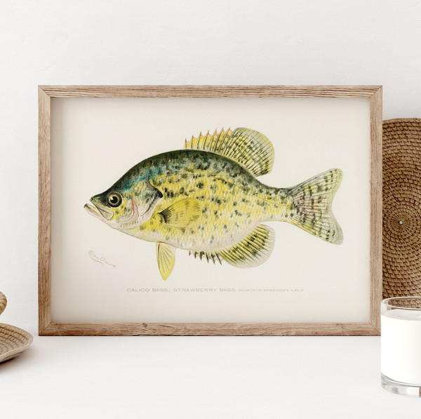 https://www.inspireuplift.com/resizer/?image=https://cdn.inspireuplift.com/uploads/images/seller_products/33697/1703233711_CalicoBassFishPrintVintageFishingPosterWallArtDecorStrawberryBassGiftForFishermangiftsPosterLakeHouseWallDecorPS0376.jpg&width=600&height=600&quality=90&format=auto&fit=pad