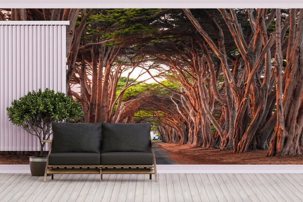 Forest Landscape Wallpaper, Patterns And How To, Wall Decorations, Tree Scenery Wall Art, California Cypress Tree Tunnel Wallpaper,.jpg
