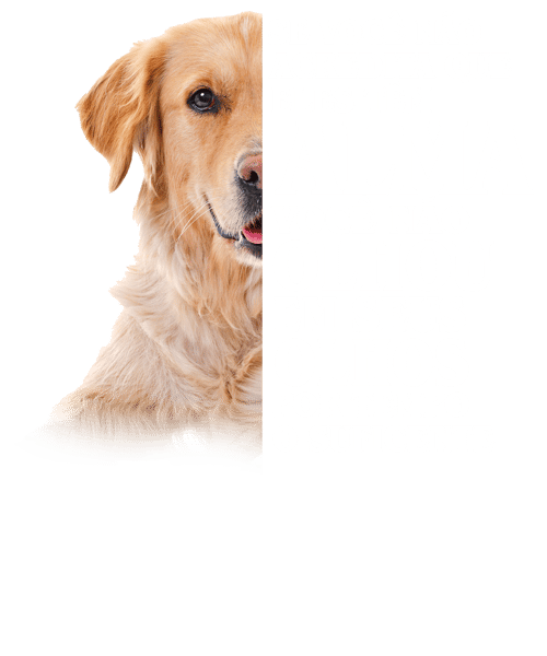 Alma Olhou Shirt.png