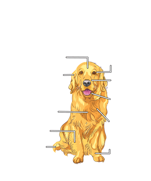 Anatomy Of A Golden Retriever Shirt.png