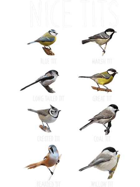 Nice Tits Funny Birdwatcher Funny Tit Birds Bird Watching.png