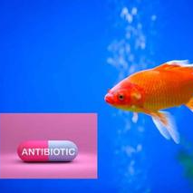 Fish-Antibiotics-768x512.jpg
