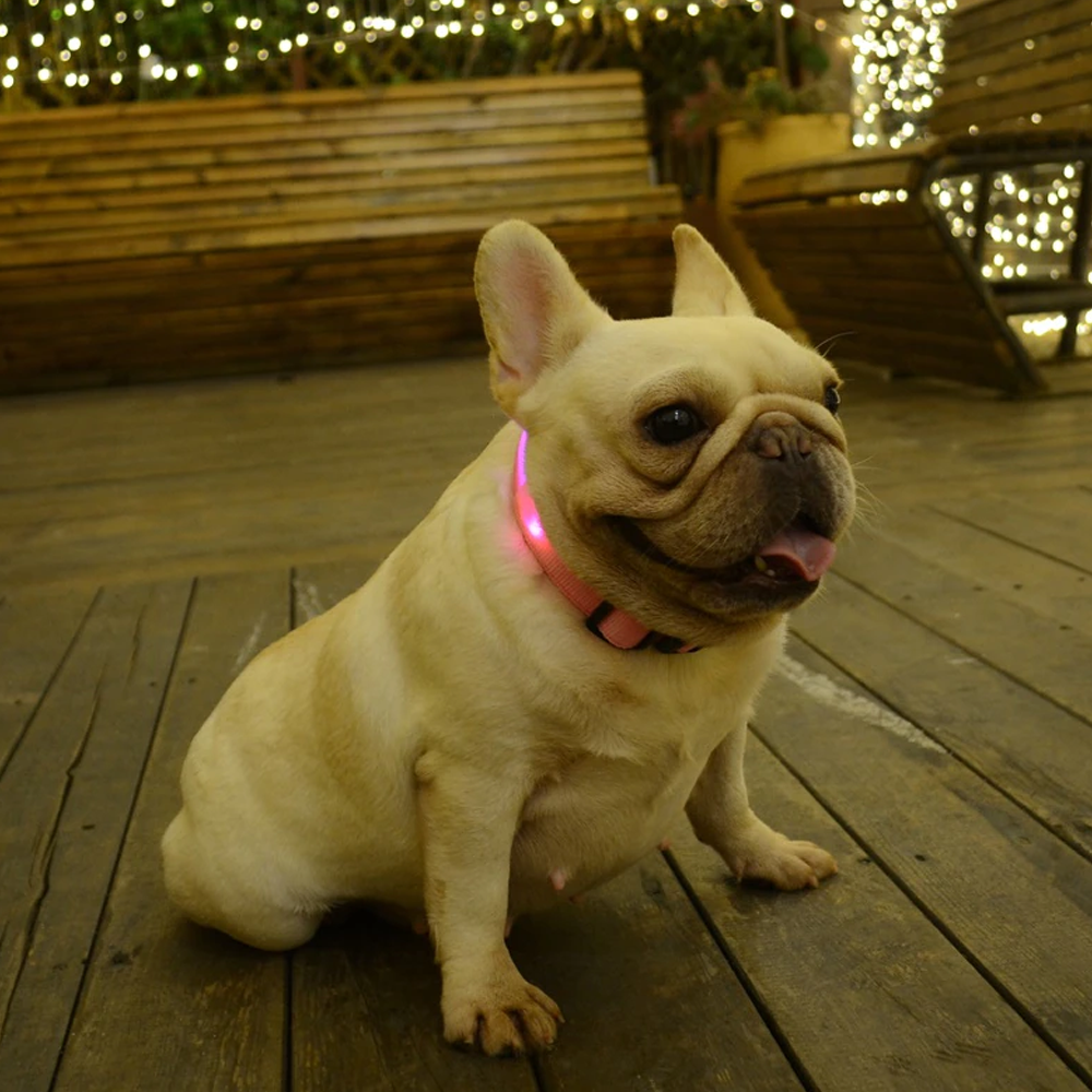 luminousdogcollar4
