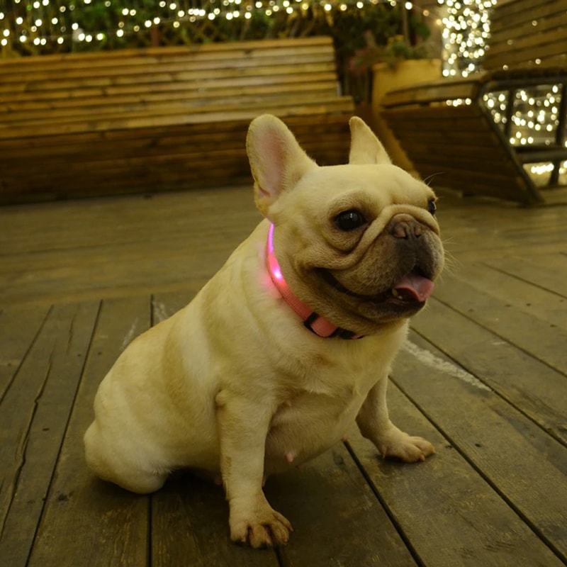 luminousdogcollar4