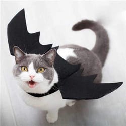 black cat bat wings