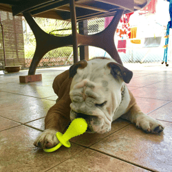 dog pacifier chew toy