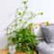 plantclimbingwallfixture2