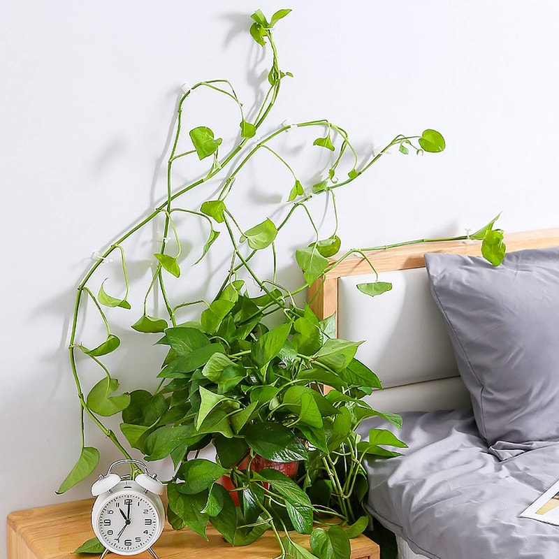 plantclimbingwallfixture2
