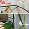plantclimbingwallfixture5