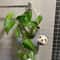 Sloth Hanging Planter For Succulents & Indoor Plants 2