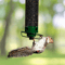 Spinning Squirrel Proof Bird Feeder 7
